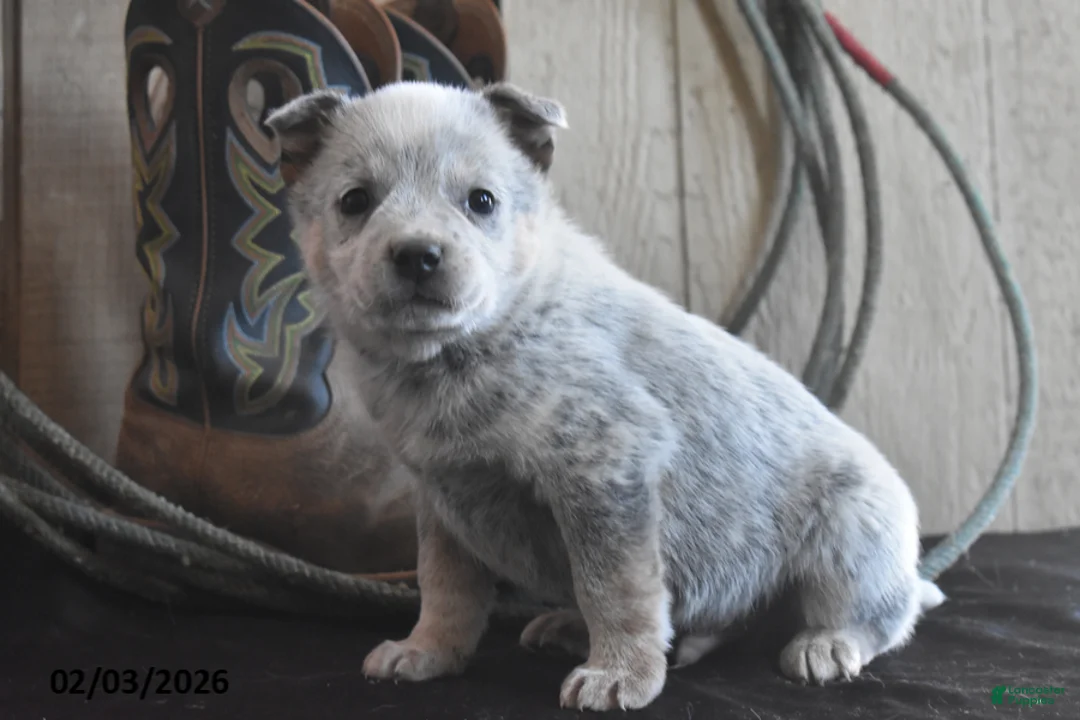 Australian Cattle Dog dogs for sale: Dakota - Ad 1