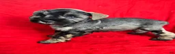 Miniature Schnauzer dogs for sale: Lucy - Ad 3