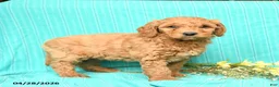 Goldendoodle dogs for sale: Riley - Ad 3