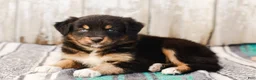 Australian Shepherd dogs for sale: Kimber - Ad 4