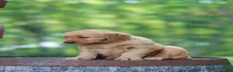 Golden Retriever dogs for sale: Betsy - Ad 6