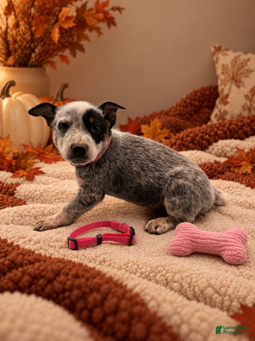 Australian Cattle Dog dogs for sale: Priscilla - Pink Collar - Ad 36