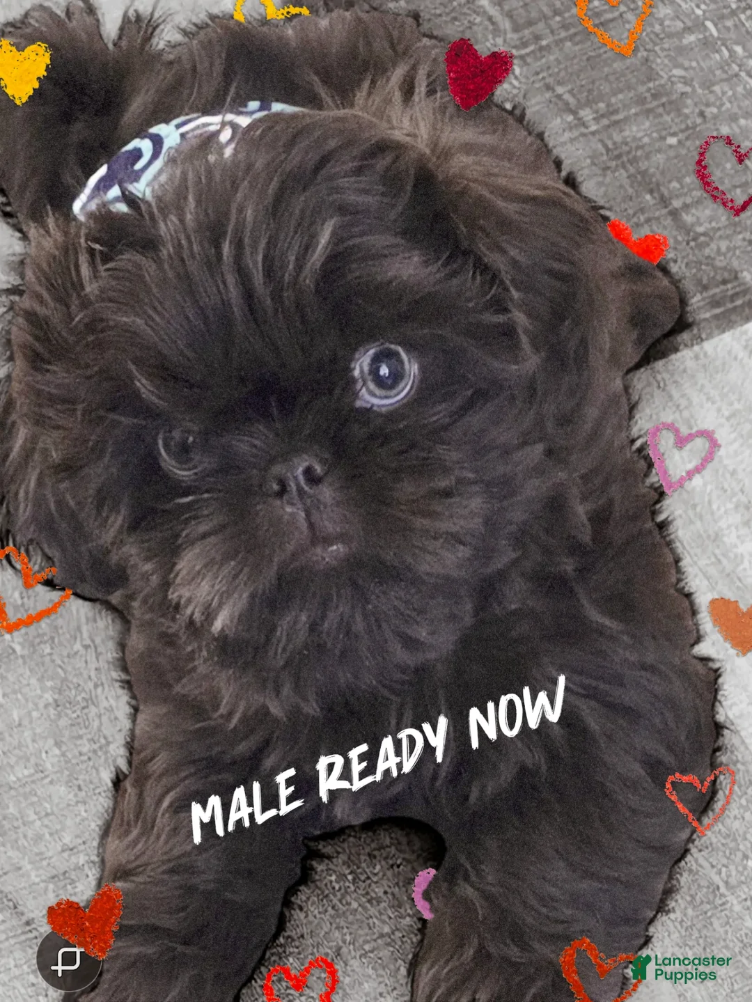 Shih Tzu dogs for sale: Shih Tzu Puppy 1 - Ad 1