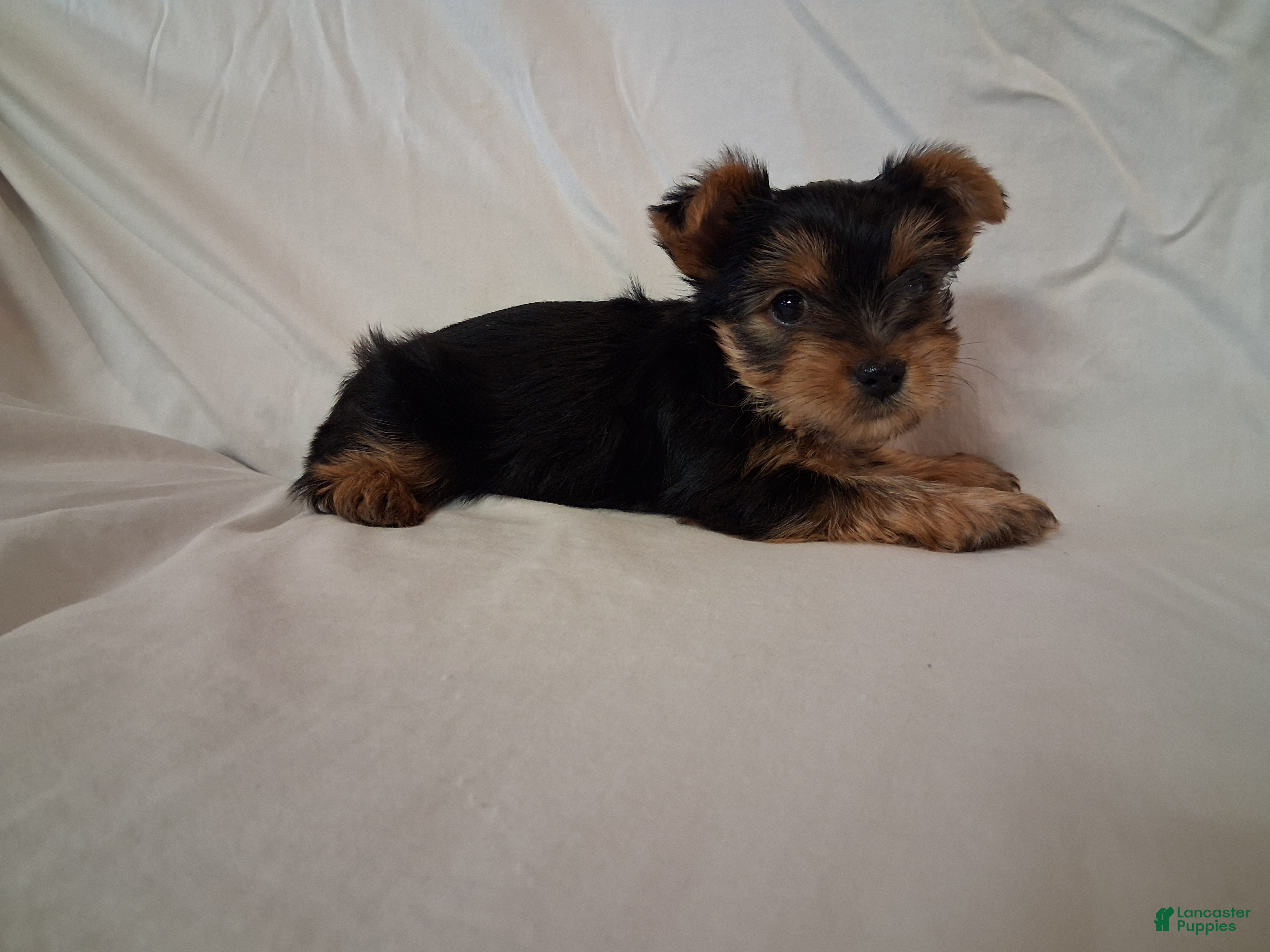 Yorkshire Terrier dogs Valentina - Ad 13