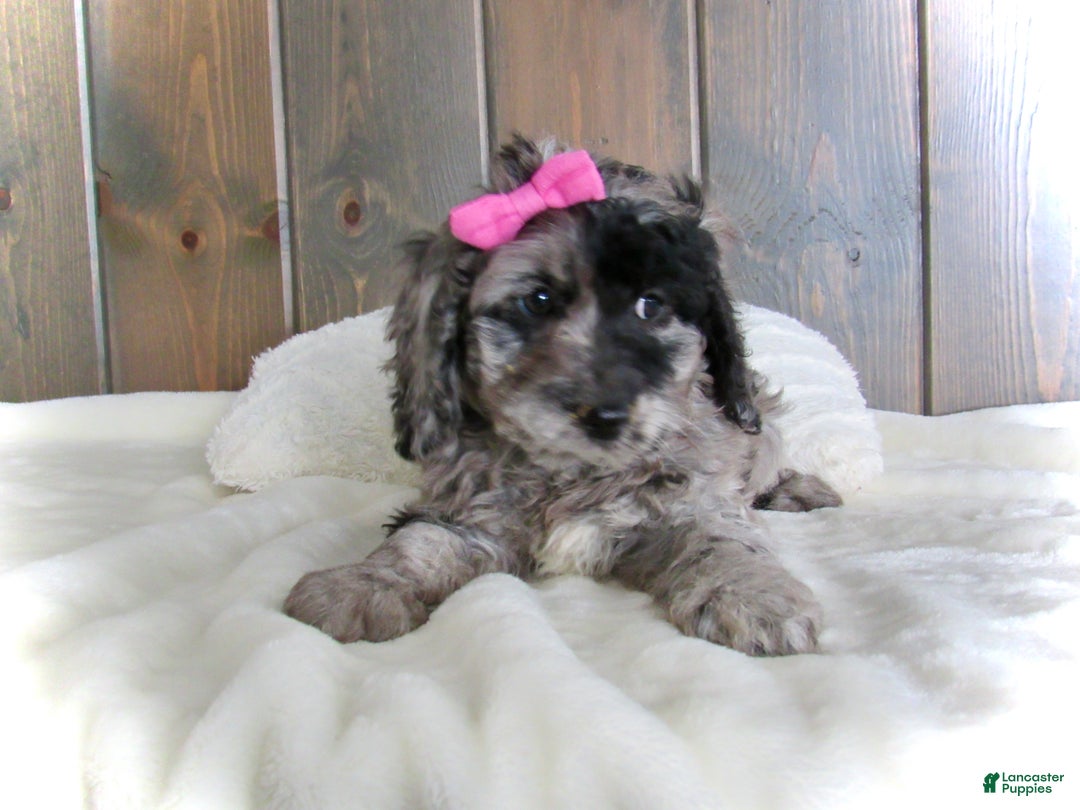 Mini Goldendoodle dogs for sale: Ellie - Ad 5