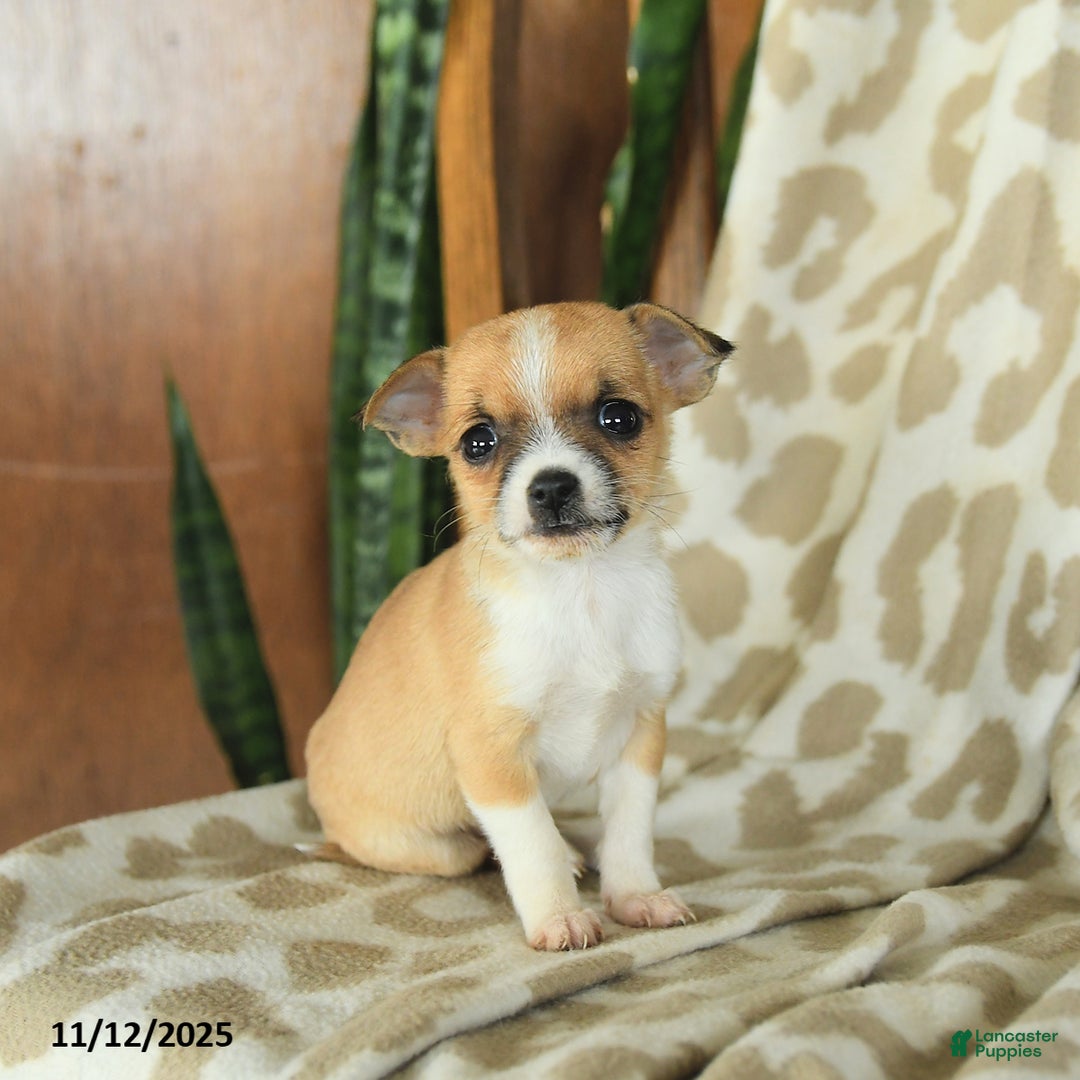 Chihuahua dogs for sale: Tess - Ad 4