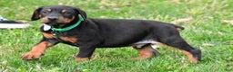 Doberman Pinscher dogs for sale: Rocco - Ad 8