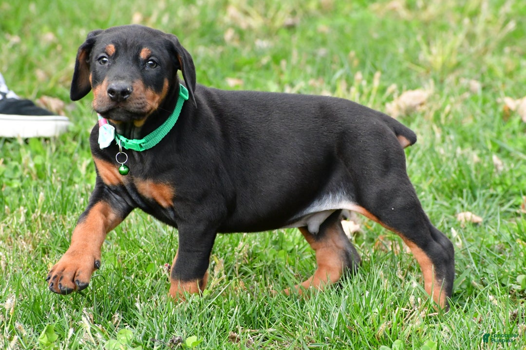 Doberman Pinscher dogs for sale: Rocco - Ad 8