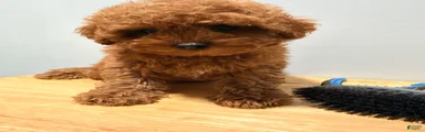 Toy Poodle 3