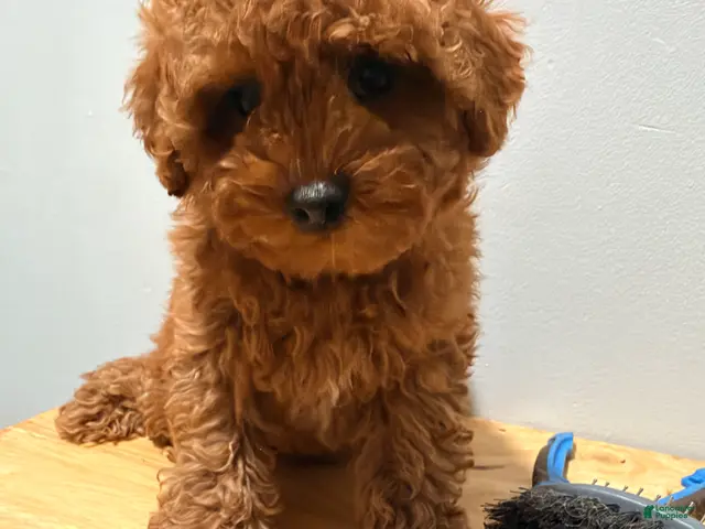 Toy Poodle dogs for sale: Toy Poodle 3 - Ad 1