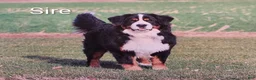 Bernese Mountain Dog dogs for sale: Baxter  - Ad 9