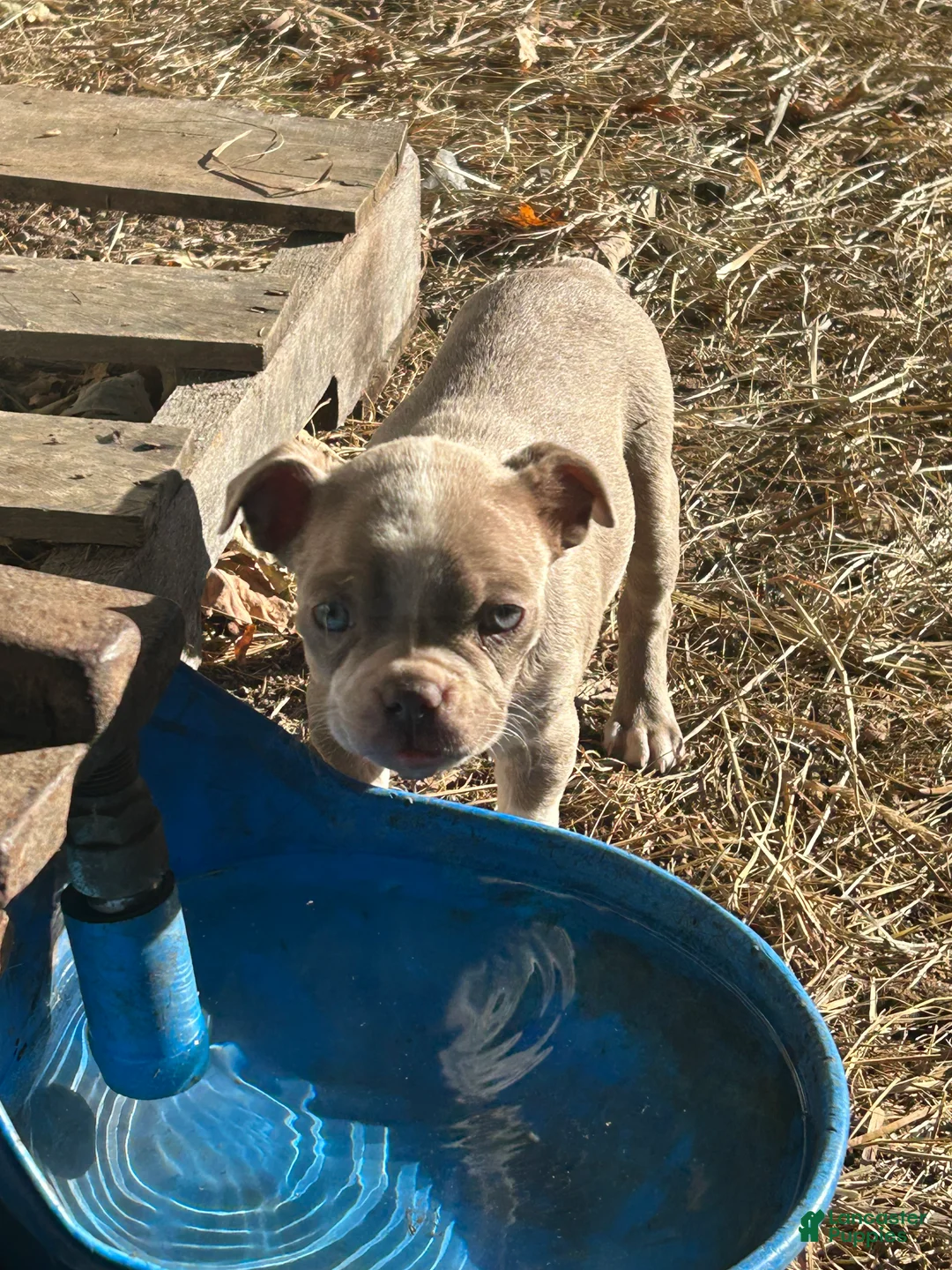 Boston Terrier dogs for sale: Bonnie - Ad 1