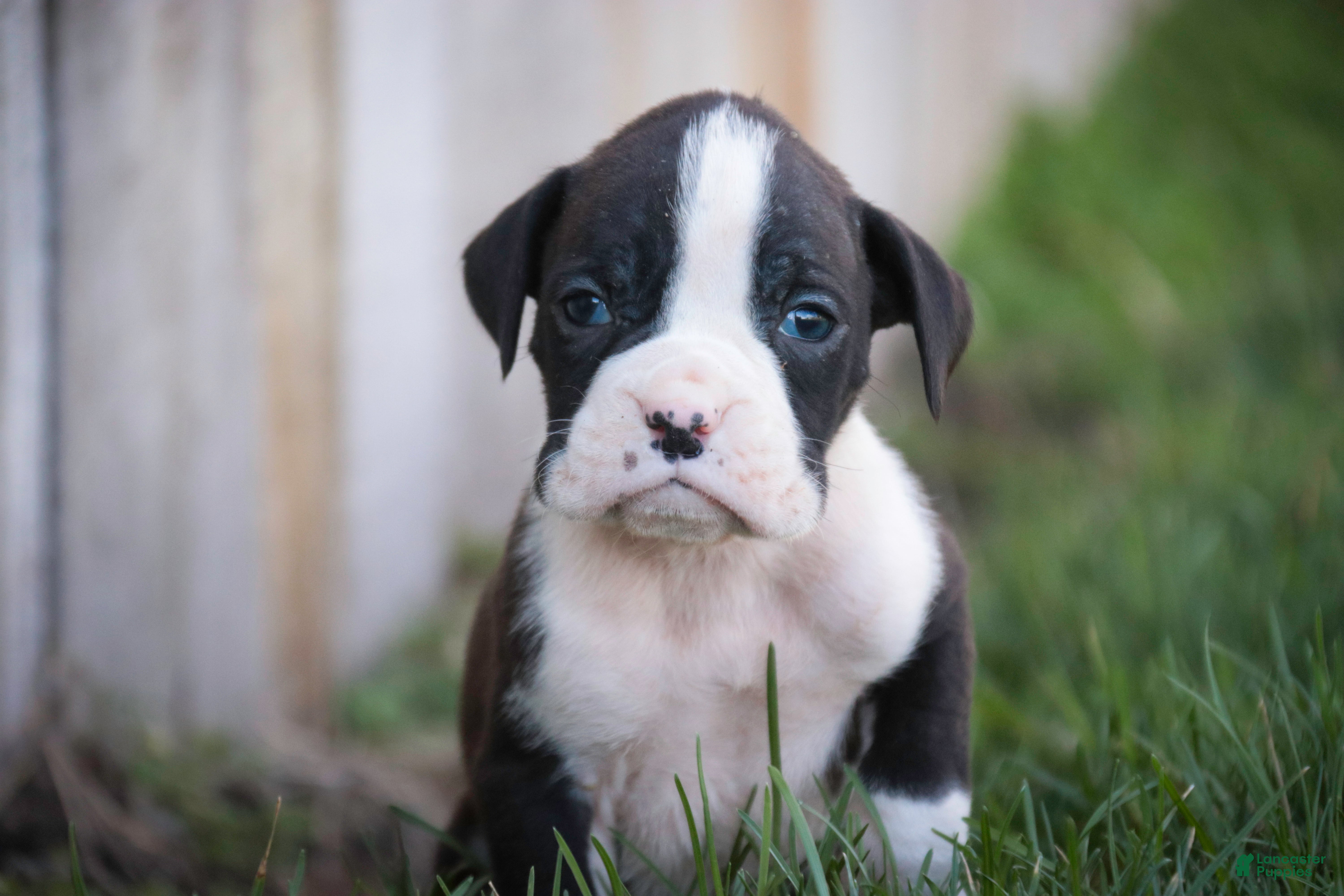 Boxer dogs Tate - Ad 2