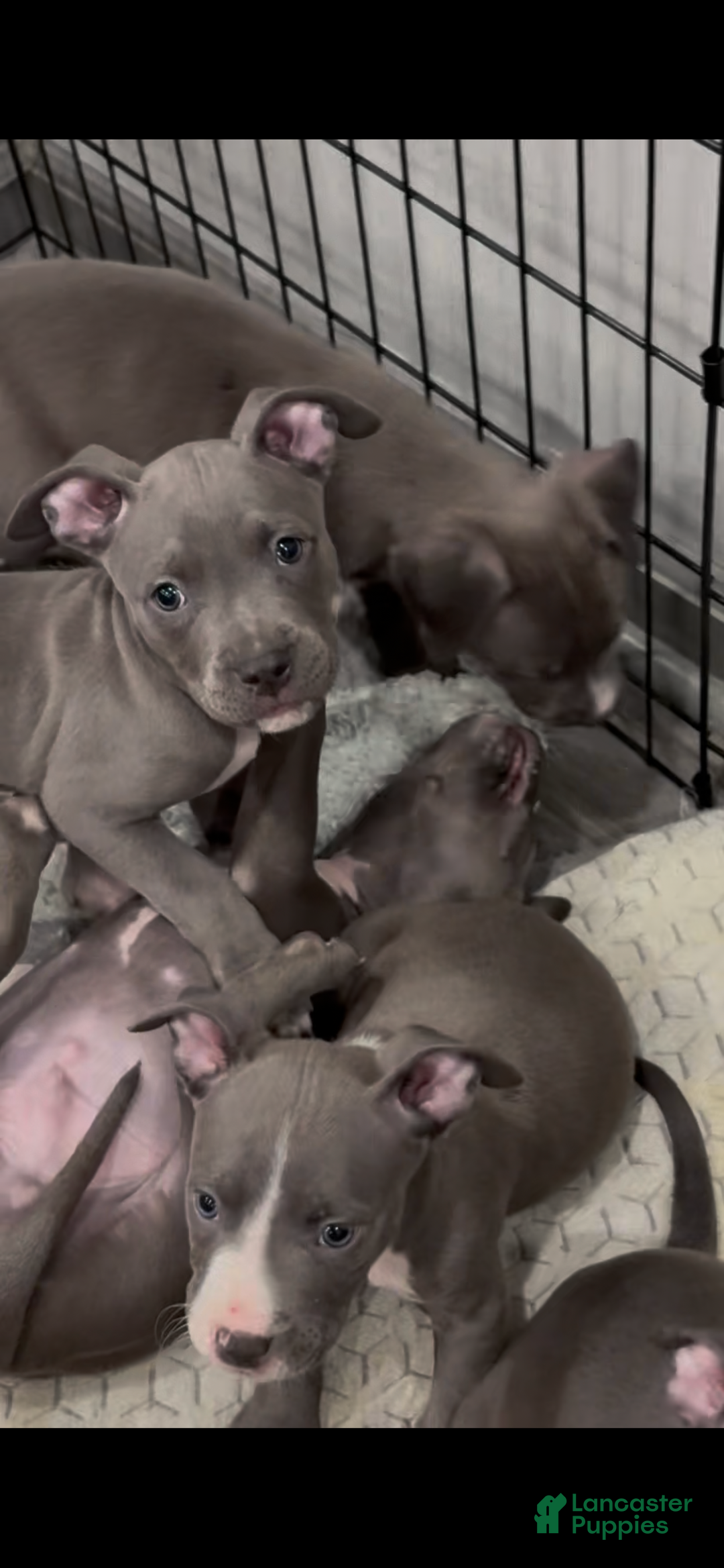 Mixed Breed dogs for sale: Floppy  - Ad 1