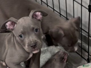 Mixed Breed dogs Floppy - Ad 26