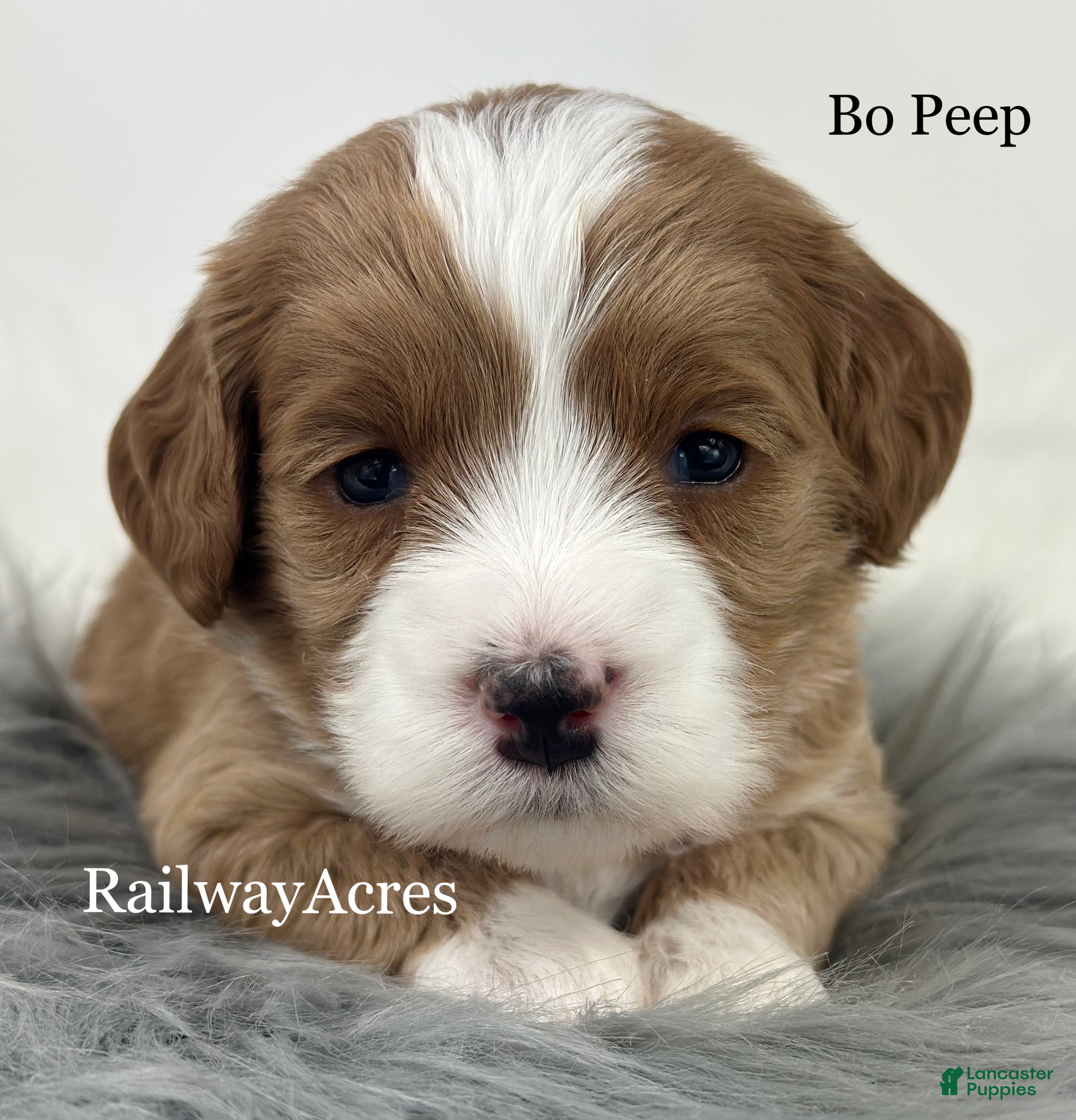 Mixed Breed dogs Bo Peep - Ad 32