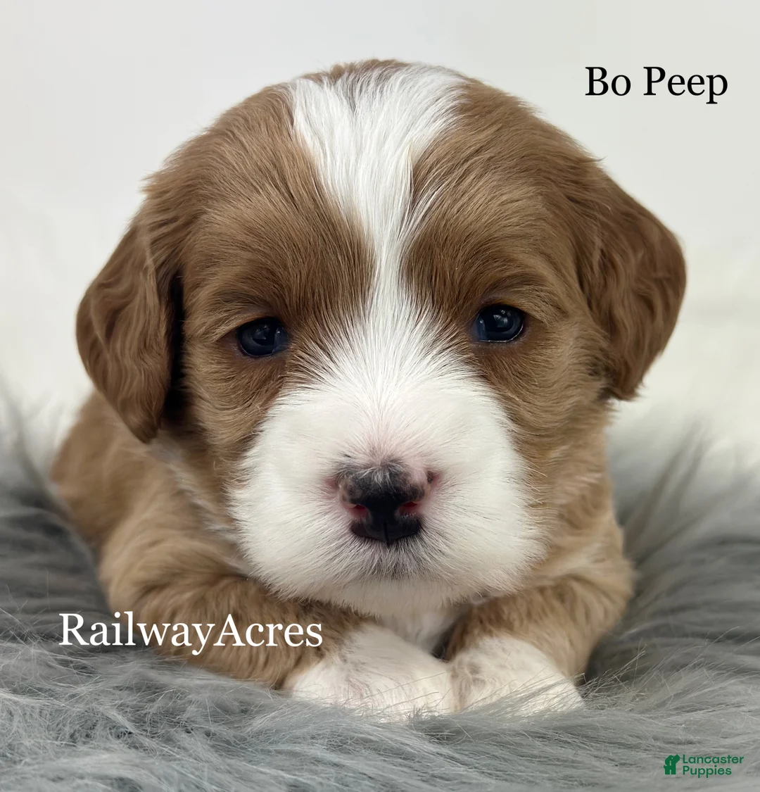 Mixed Breed dogs for sale: Bo Peep - Ad 1