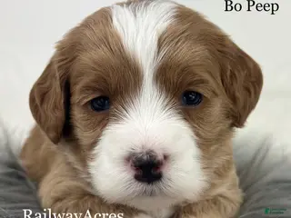 Mixed Breed dogs Bo Peep - Ad 32