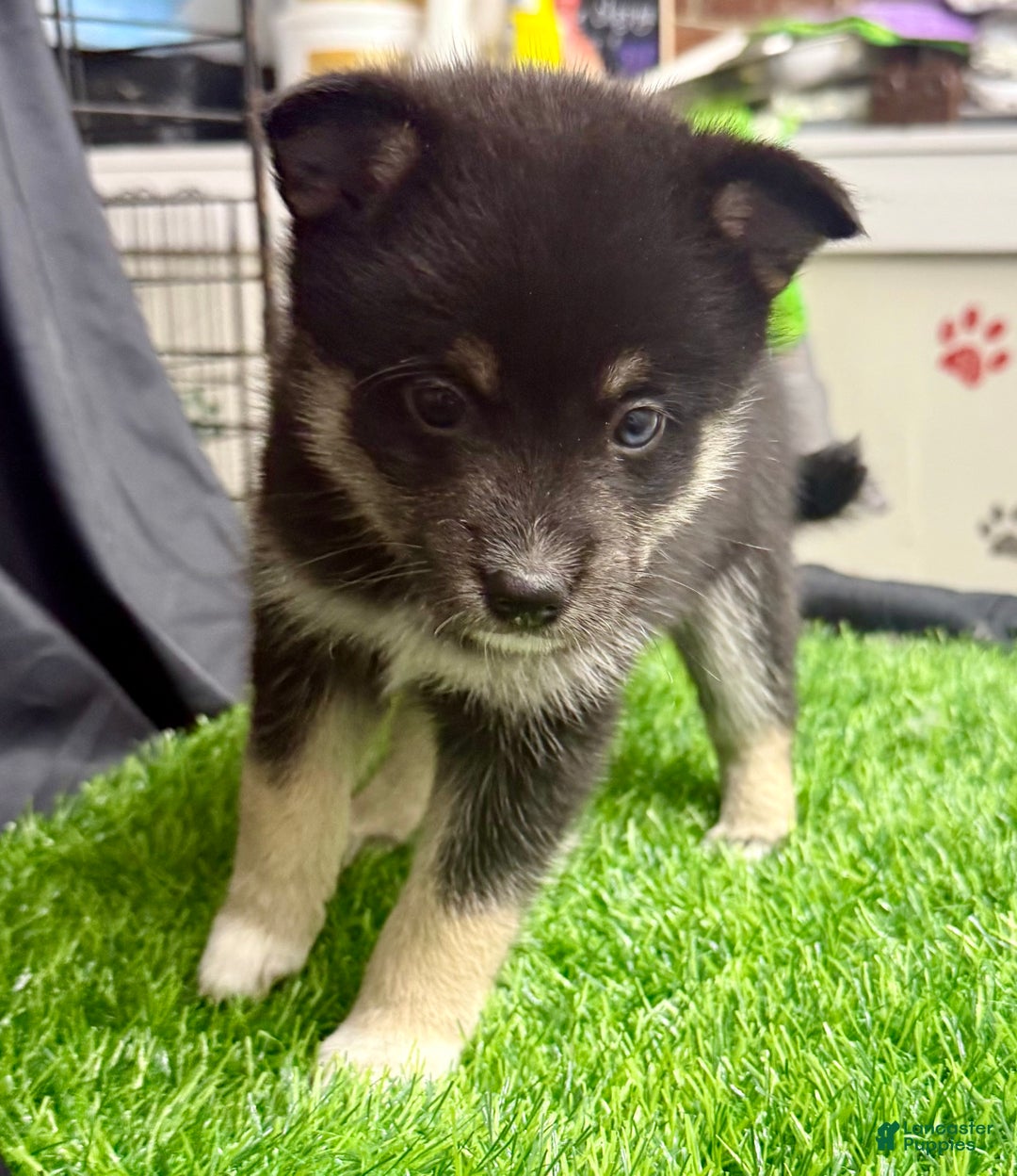 Mixed Breed dogs for sale: Sugar  - Ad 9