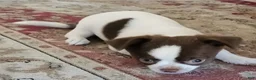 Chihuahua dogs for sale: Chihuahua 1 - Ad 7