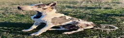 Great Dane dogs for sale: Euro Sterling  - Ad 11