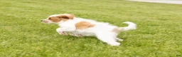 Mini Goldendoodle dogs for sale: Petunia  - Ad 4