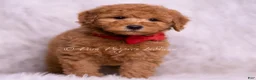 Mini Goldendoodle dogs for sale: Nolan - Ad 5