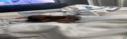Chihuahua dogs for sale: Chihuahua 1 - Ad 2