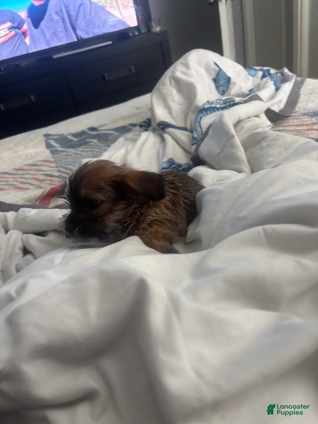 Chihuahua dogs for sale: Chihuahua 1 - Ad 2
