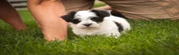 Havanese dogs for sale: Libby Havanese  - Ad 9