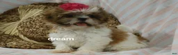 Shih Tzu dogs for sale: Cherokee  - Ad 3