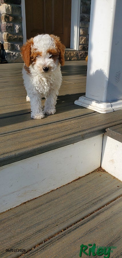 Toy Poodle dogs for sale: Riley - Ad 7