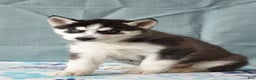 Siberian Husky dogs for sale: Bumble - Ad 1