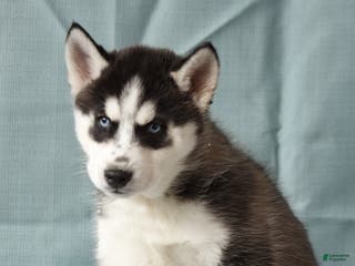 Siberian Husky dogs Bumble - Ad 13
