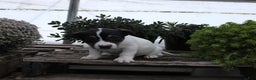 Jack Russell Terrier dogs for sale: Sampson - Ad 1