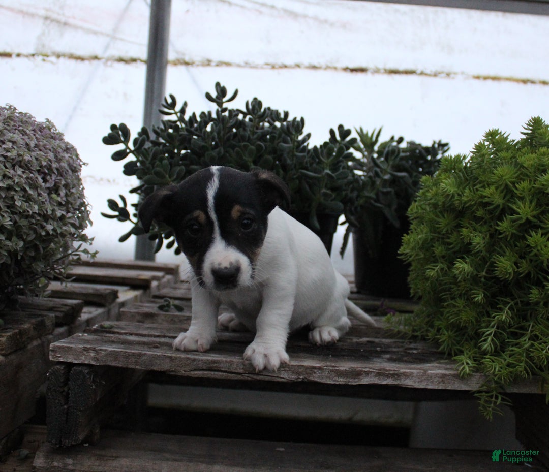 Jack Russell Terrier dogs for sale: Sampson - Ad 1