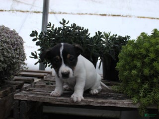 Jack Russell Terrier dogs Sampson - Ad 39
