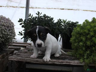 Jack Russell Terrier dogs Sampson - Ad 37