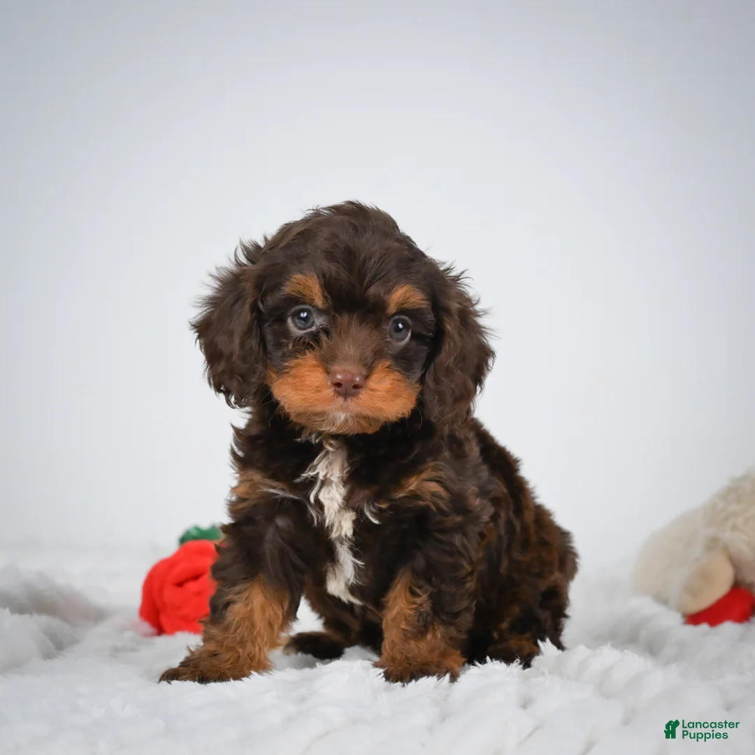 Cavapoo dogs for sale: Jasmine - Ad 1