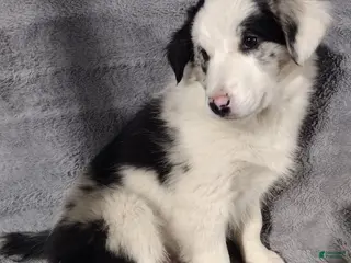 Border Collie dogs Jasper - Ad 29