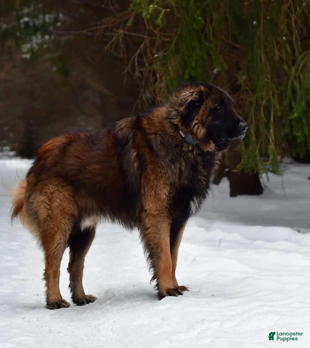 Estrela Mountain Dog dogs for sale: Andrea "Strong & Manly" - Ad 2