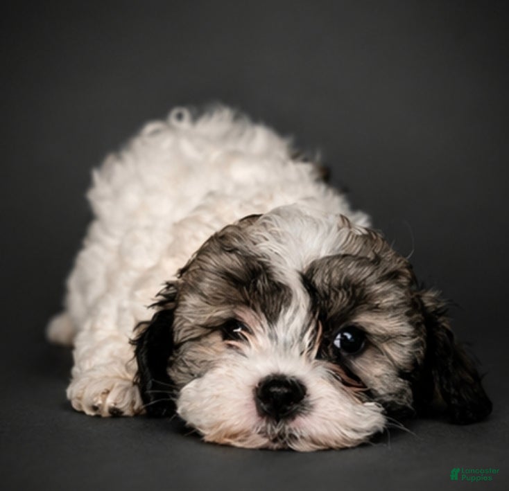 Shihpoo dogs Shihpoo Puppy 3 - Ad 36