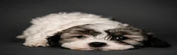 Shihpoo dogs for sale: Shihpoo Puppy 3 - Ad 1