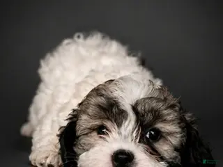 Shihpoo dogs Jacob - Ad 42