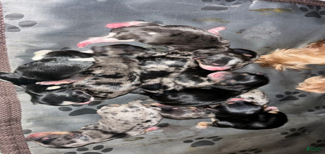 Gallery Image {{count}}