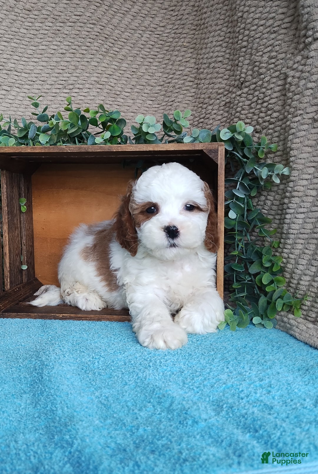 Cavapoo dogs for sale: Scott  - Ad 3