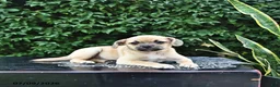 Mixed Breed dogs for sale: Cookie - Ad 5