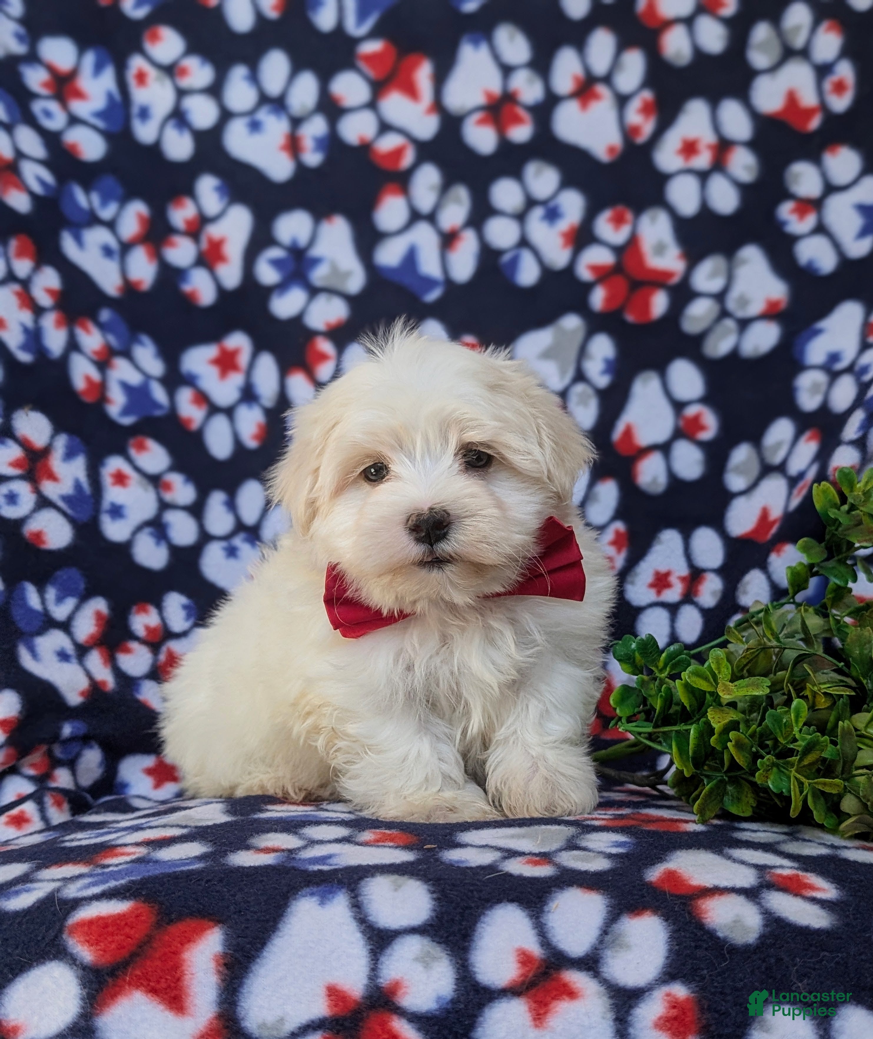 Maltese dogs Haden 7 lbs Full Grown - Ad 1