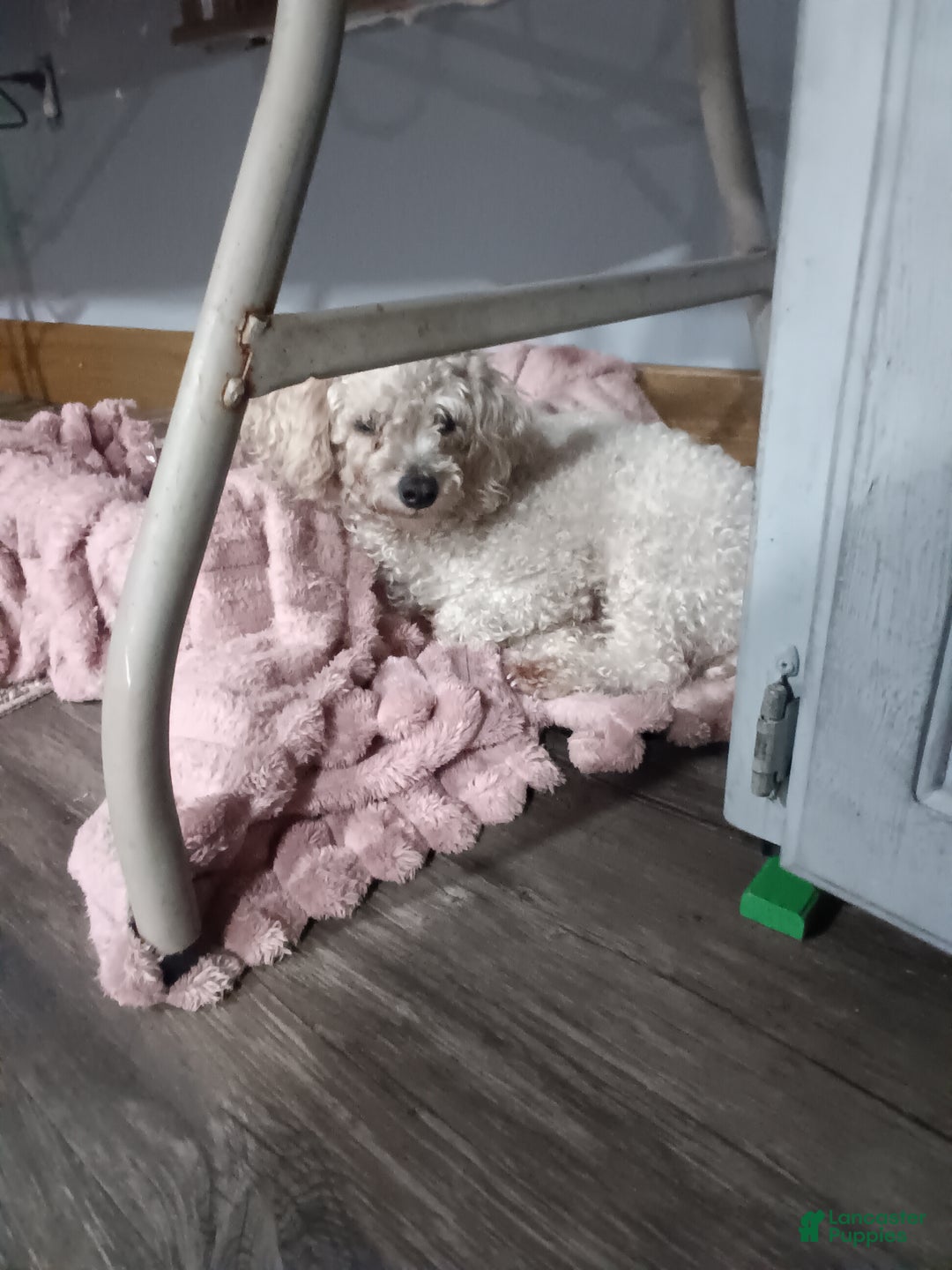 Yorkiepoo dogs for sale: Levi - Ad 2