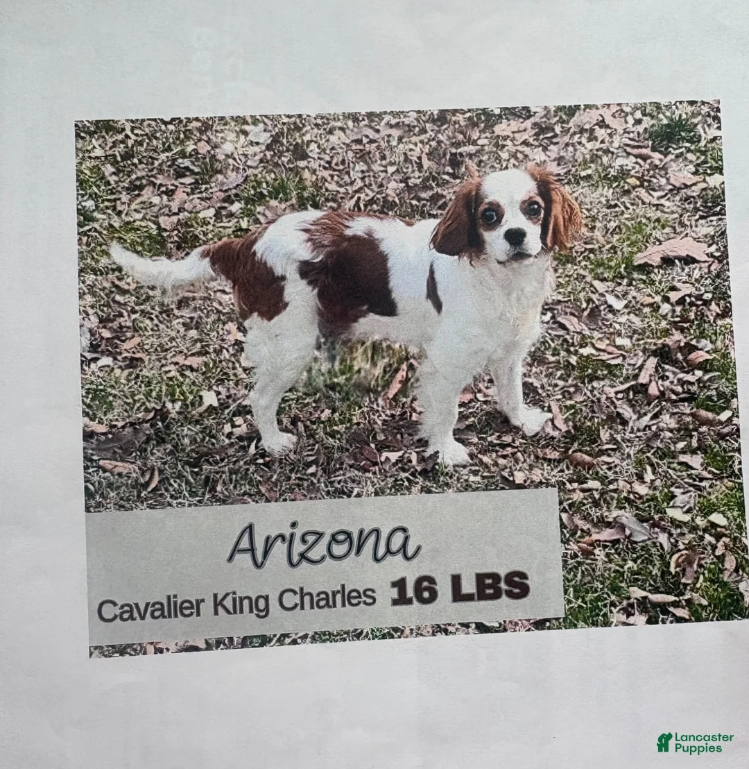 Cavalier King Charles Spaniel dogs for sale: Cavalier King Charles Spaniel Puppy 5 - Ad 11